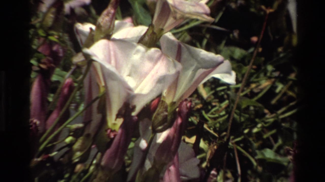 Close-up 1980 Big Sur 8mm frame of pale white and pink morning glory flowers with buds, leaves, and shadowed stems.