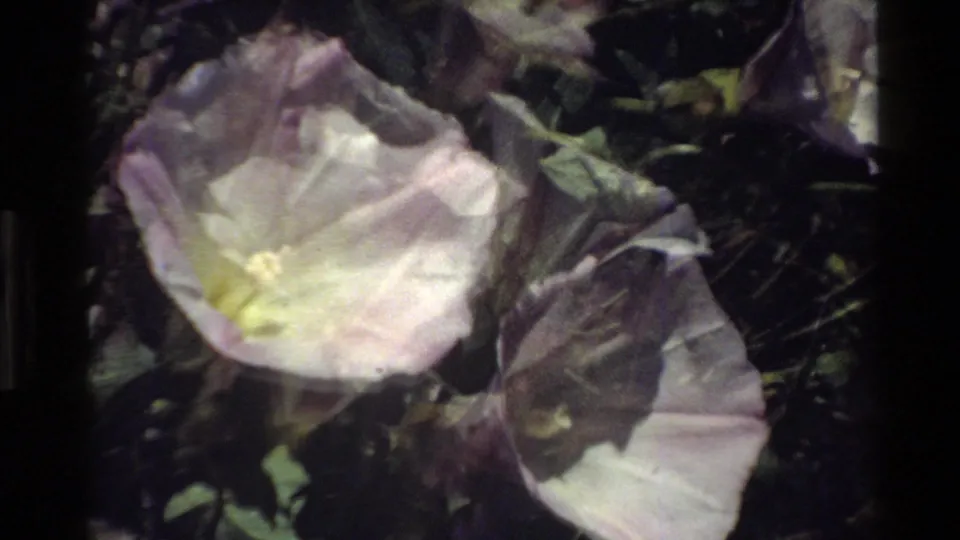 Close-up 1980 Big Sur 8mm frame showing overlapping pale morning glory flowers with soft pink tones and green foliage.