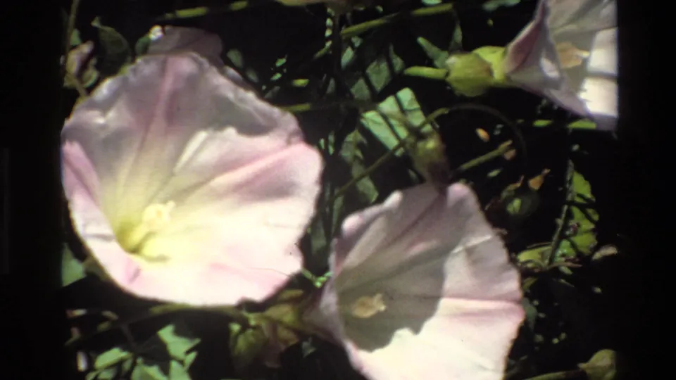 Close-up 1980 Big Sur 8mm frame of a pale morning glory bloom with a second flower partly visible among leaves and stems.