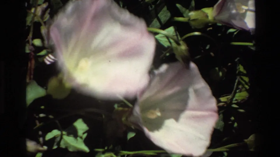 Close-up 1980 Big Sur 8mm frame with soft-focused pale morning glory blossoms, green stems, and dark leafy background.