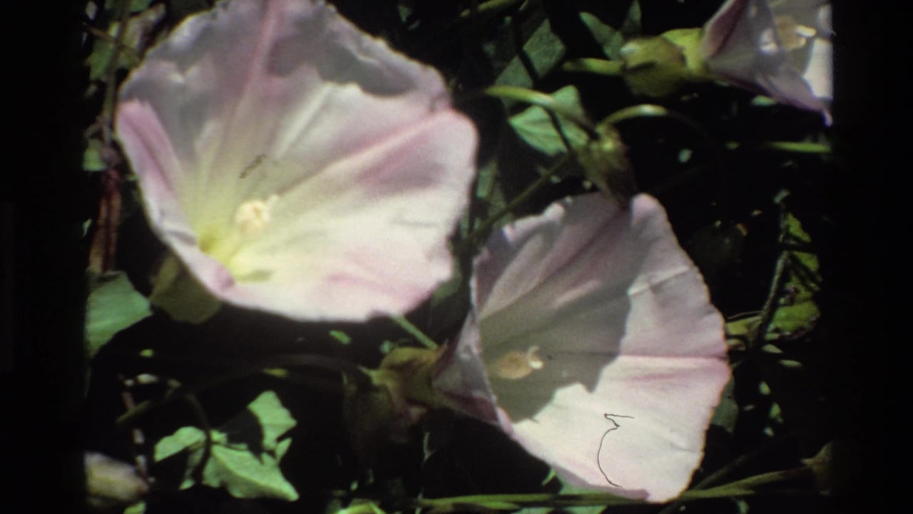 Close 1980 Big Sur 8mm view of pale white-pink morning glory flowers with green leaves in sun and shade.