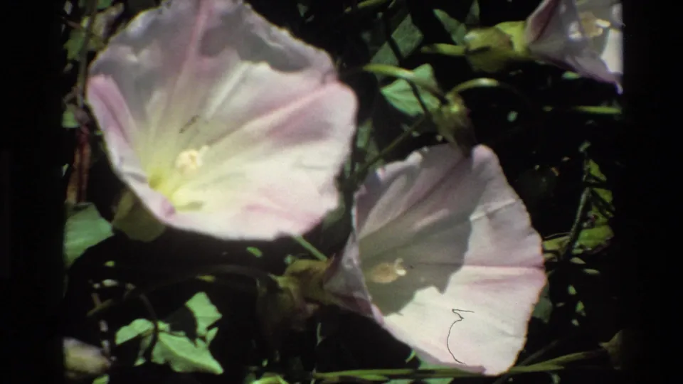 Close 1980 Big Sur 8mm view of pale white-pink morning glory flowers with green leaves in sun and shade.
