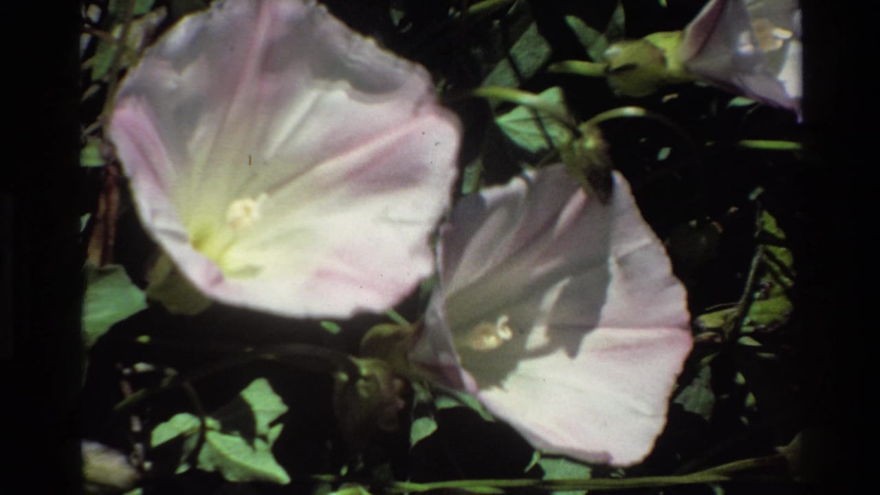 Pale blossoms and leafy stems with sunlight crossing the petals.