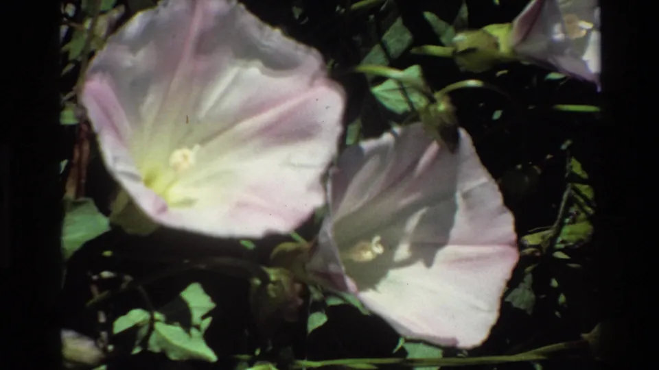 Close 8mm frame of white-pink morning glory blossoms in Big Sur foliage, with soft focus and shadowed leaves.