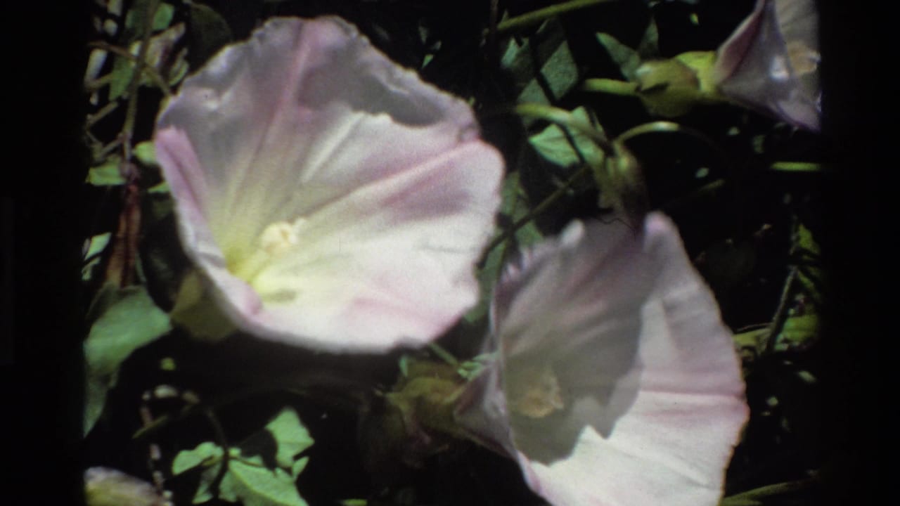 Soft 1980 8mm close-up of morning glory flowers and green leaves, with the blossoms partly blurred by handheld focus.