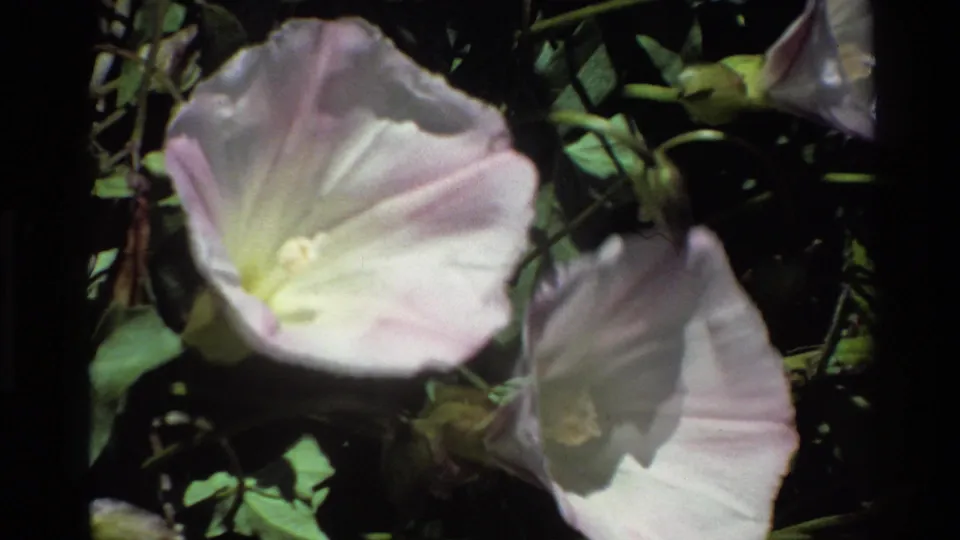 Soft 1980 8mm close-up of morning glory flowers and green leaves, with the blossoms partly blurred by handheld focus.