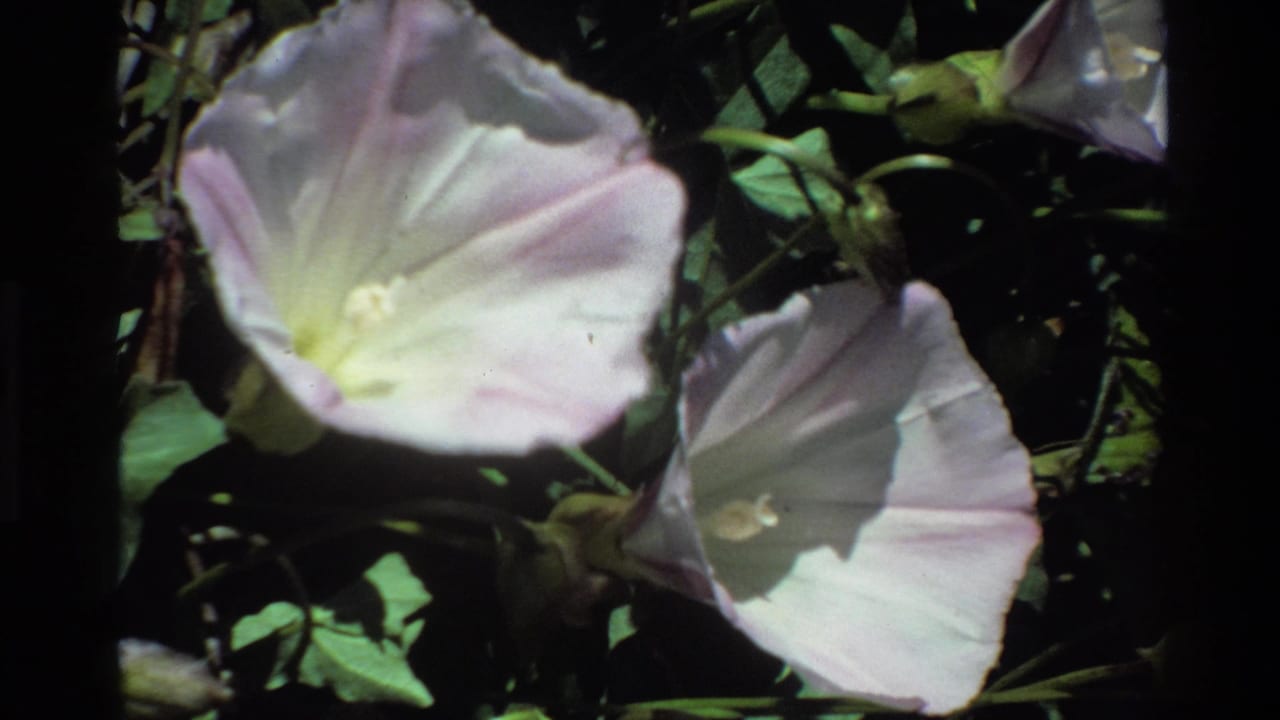 Big Sur 1980 home-movie frame of pale morning glory flowers, leaves and stems with pronounced sunlight and shadow.
