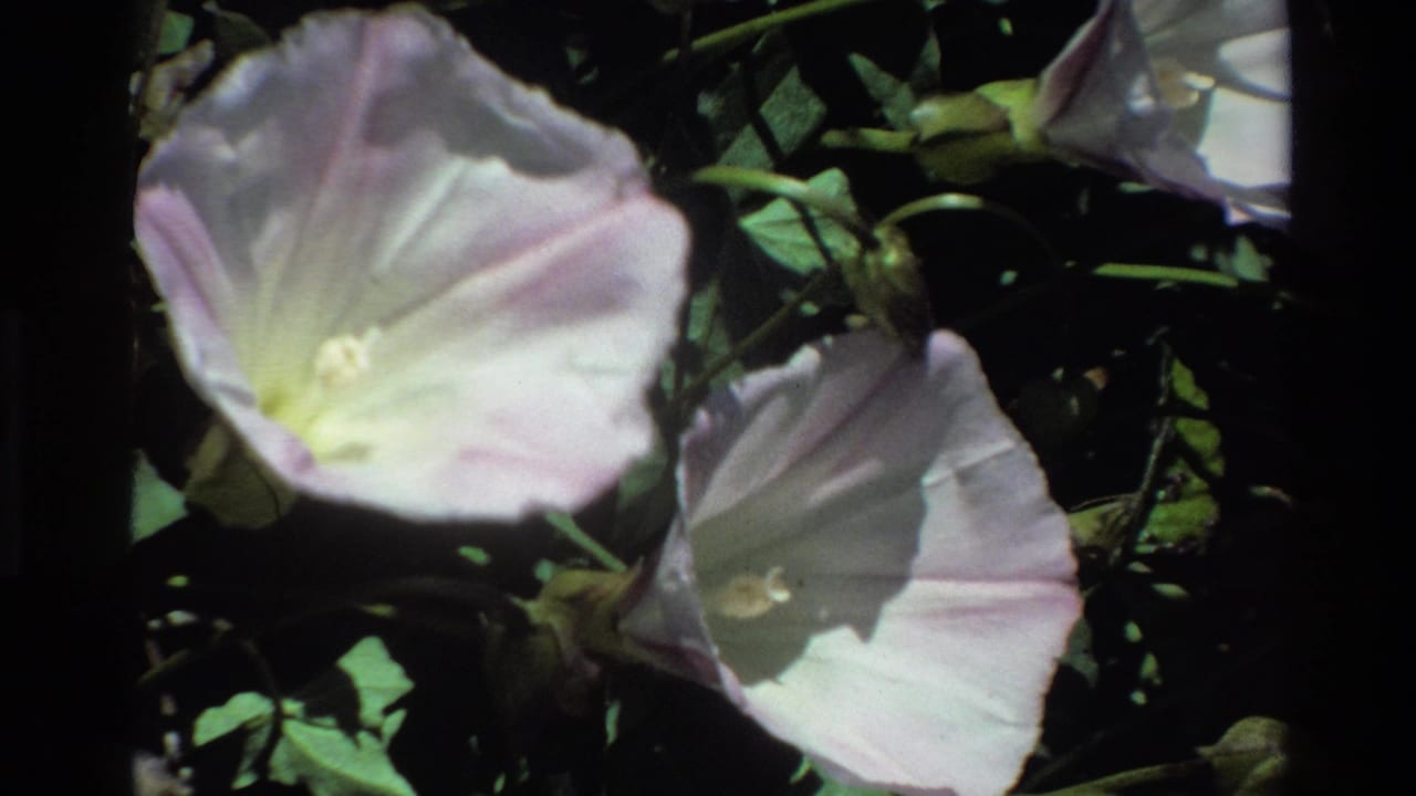 Pale pink-white flowers and green leaves in a dark, soft 8mm frame.