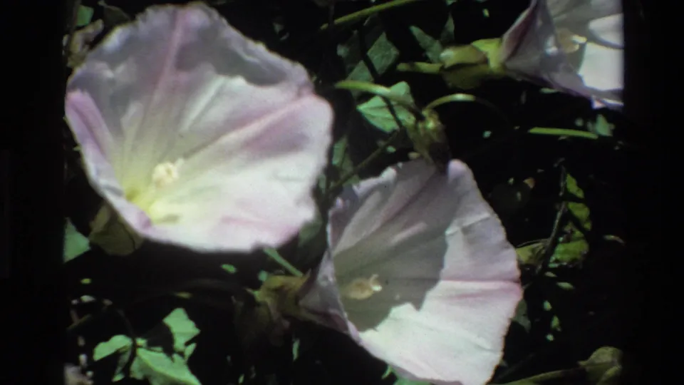 Close view of pale morning glory-like flowers and leaves from 1980 Big Sur home-movie footage.