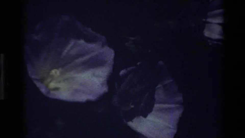 Underexposed 8mm floral close-up showing pale petals and foliage, supported as Big Sur, California, 1980 by metadata.