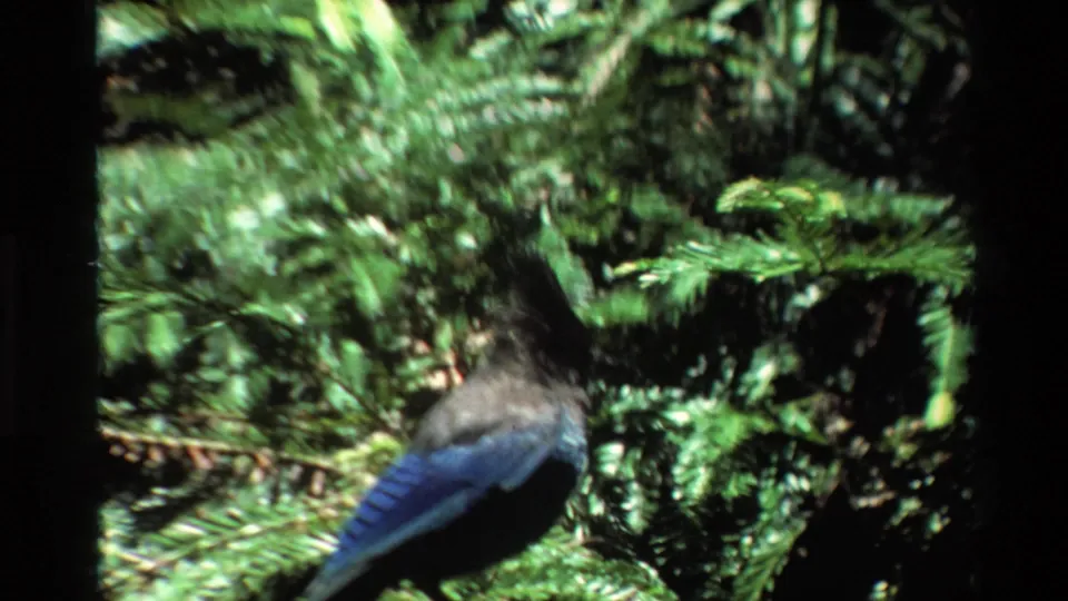 A blue bird perches on an evergreen branch in the Big Sur forest setting, framed in soft 8mm home-movie focus.