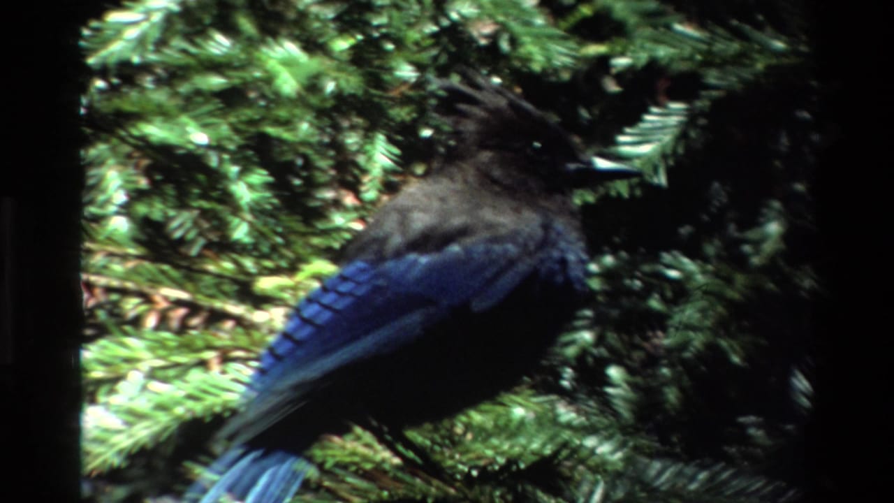 Steller's Jay appears perched in Big Sur evergreen foliage in 1980 color 8mm home-movie footage, with dark film borders visible.