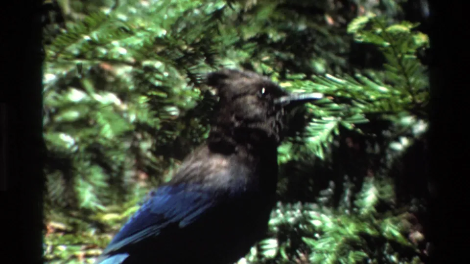 The Steller's Jay is seen in profile against Big Sur evergreen branches, with 8mm grain and dappled forest light.