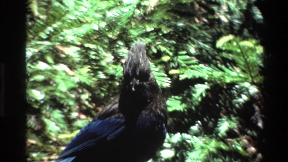 A rear view of the Steller's Jay shows blue feathers and a dark head amid Big Sur forest greenery on 8mm film.
