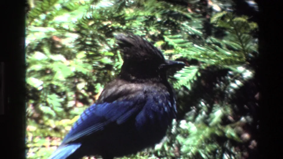 The Steller's Jay remains perched in Big Sur evergreen foliage, framed by dark 8mm borders and saturated green forest light.