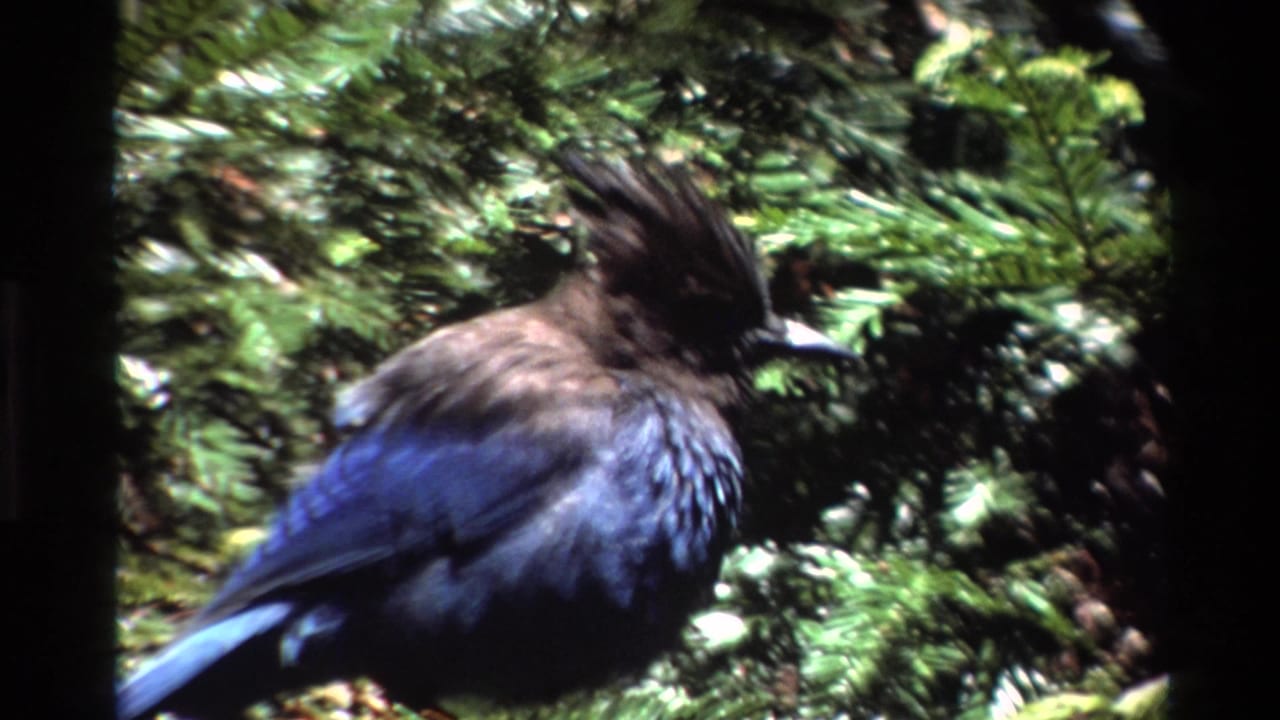 A crested bird with dark head and blue wing feathers perches in Big Sur foliage in 1980 8mm home-movie footage.