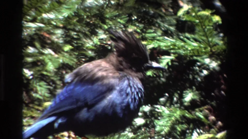 A crested bird with dark head and blue wing feathers perches in Big Sur foliage in 1980 8mm home-movie footage.