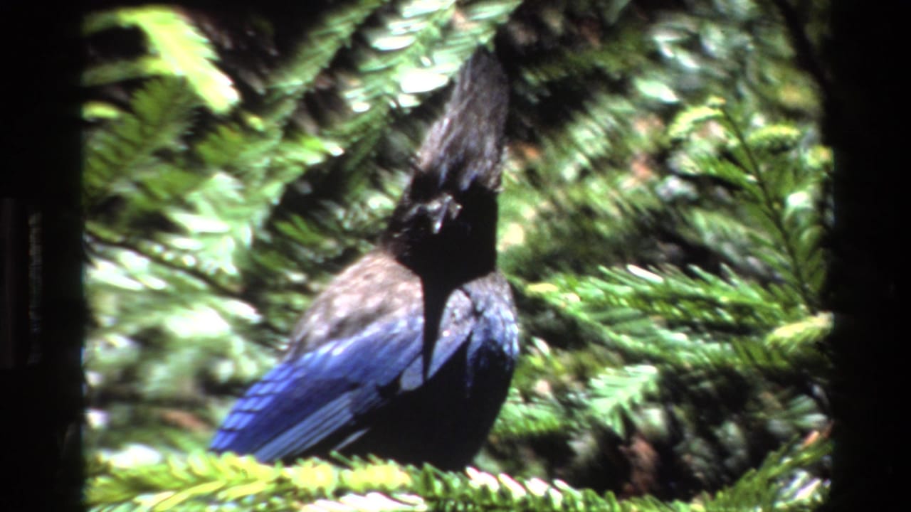 Dark-crested bird seen from behind with blue feathers in dense greenery.