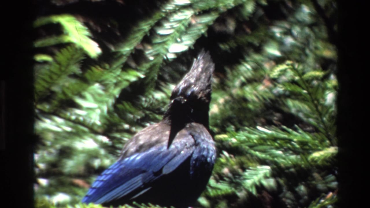 A dark-headed crested bird with blue plumage sits in soft-focus Big Sur greenery in archival 8mm footage.