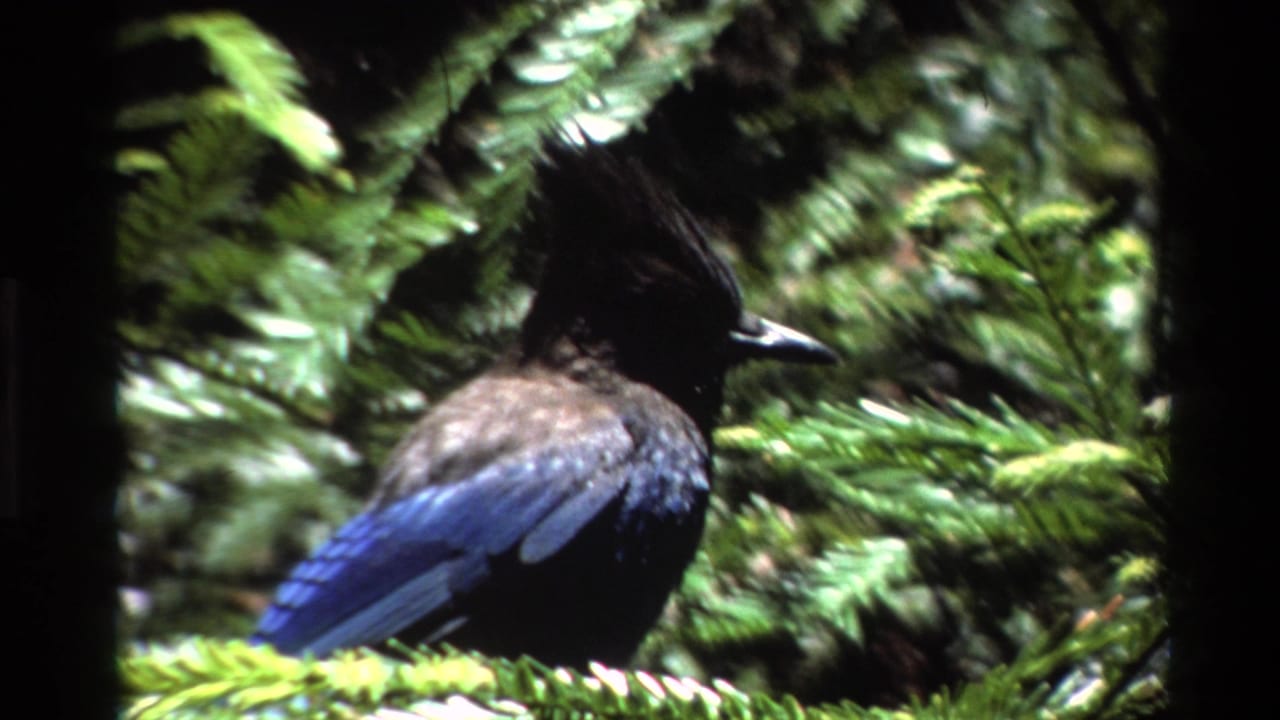 Side view of the crested bird in Big Sur forest foliage, with blue wings and dark upper plumage visible.