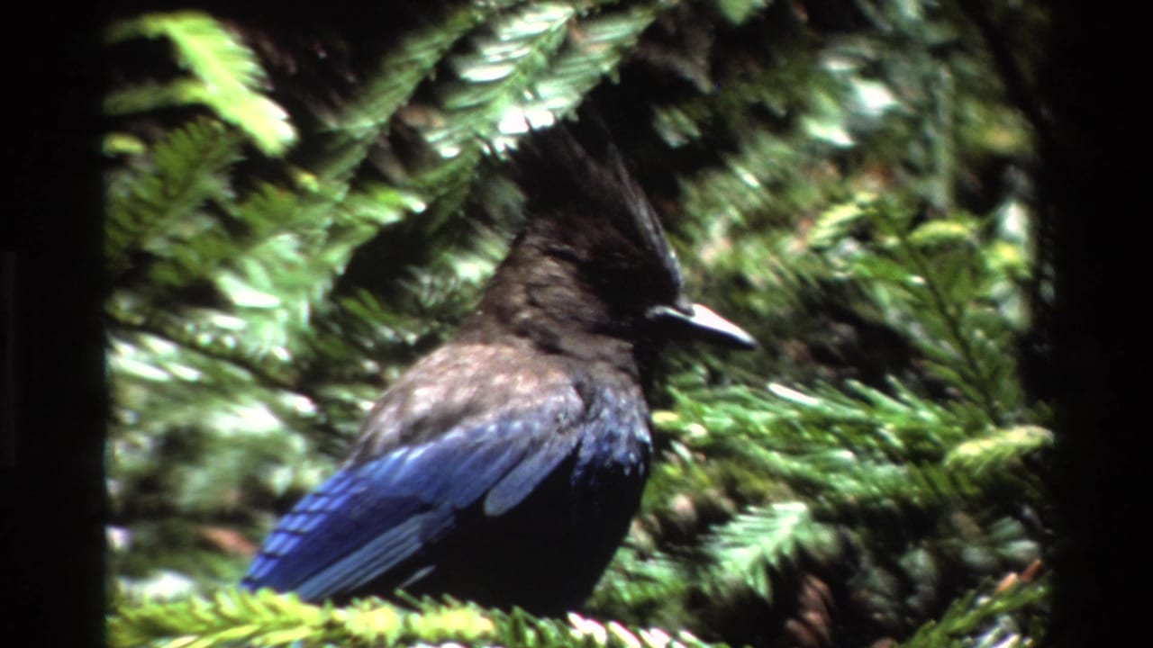 A Steller's jay appears perched in pine branches in Big Sur, California, in 1980 8mm home-movie footage.
