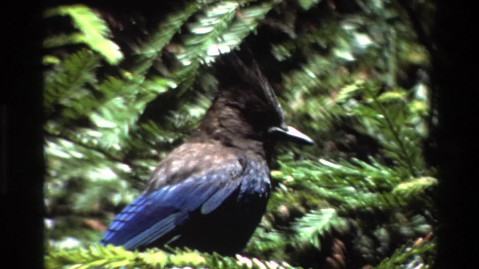 A Steller's jay appears perched in pine branches in Big Sur, California, in 1980 8mm home-movie footage.