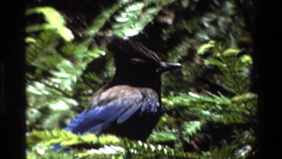 The crested bird turns within pine branches, its blue wings and dark head visible in the 1980 Big Sur forest footage.