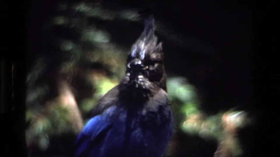 A closer front-facing view shows the Steller's jay's crest, dark face, and blue body in soft 8mm forest light.