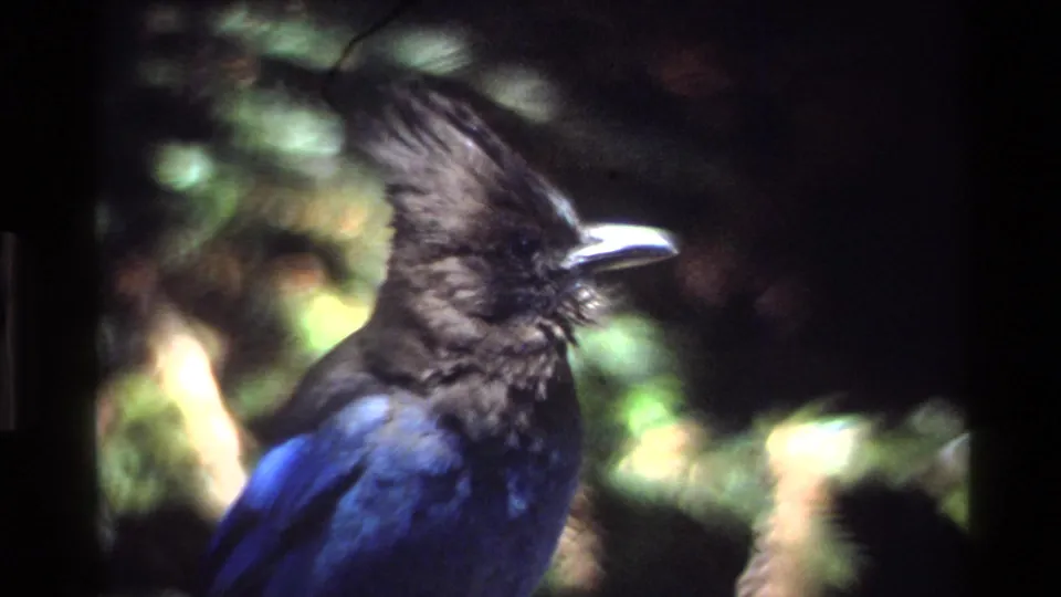 The bird appears in side profile with a dark crest and blue body against blurred Big Sur forest greenery.