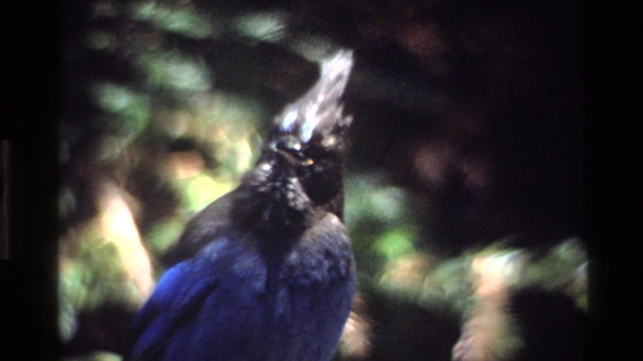 Close-up of a crested blue-and-black bird, likely in the 1980 Big Sur footage, framed softly against shadowed forest greenery.