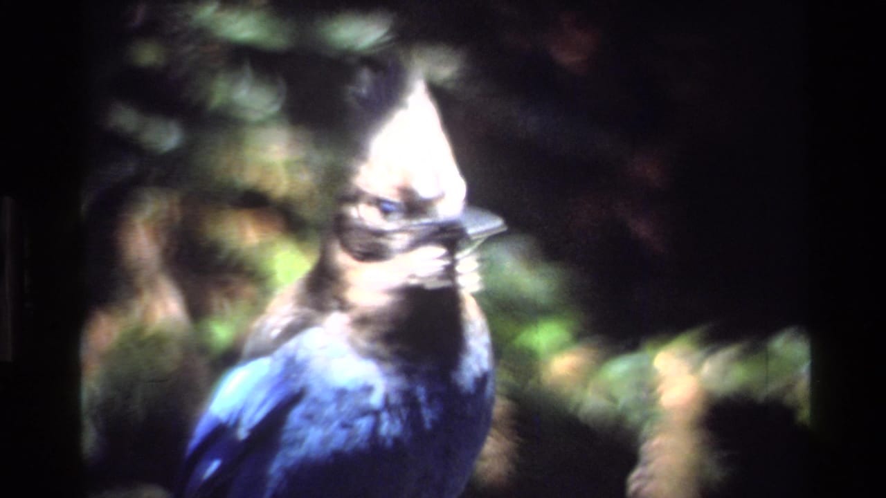 Crested blue bird facing right with blurred trees and foliage behind it.
