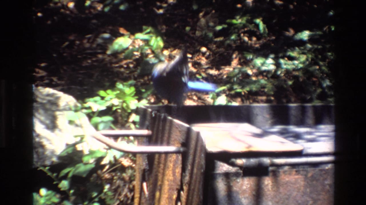 A small blue blur of the bird appears near a rustic metal grate or campsite structure amid leaves, rocks, and bright forest patches.