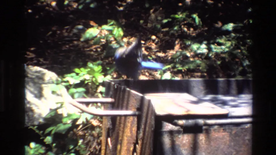 A small blue blur of the bird appears near a rustic metal grate or campsite structure amid leaves, rocks, and bright forest patches.