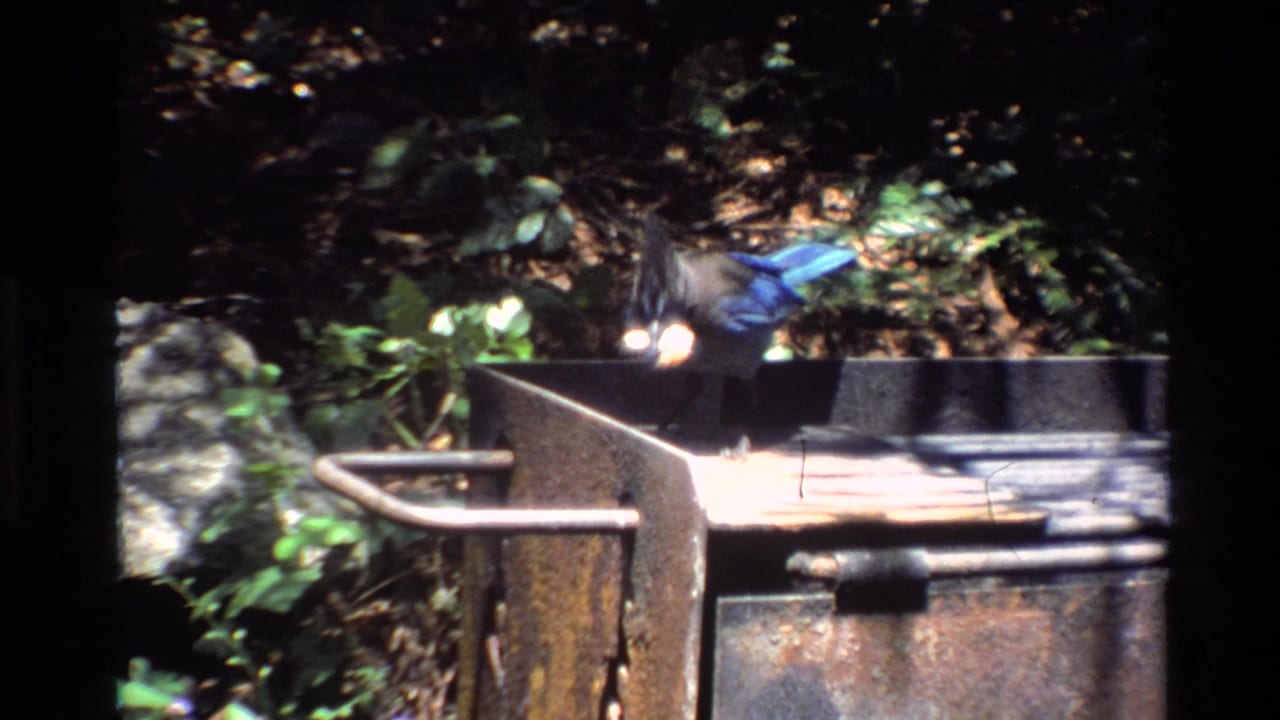 In Big Sur home-movie footage from 1980, a blue jay appears near a weathered outdoor grill surrounded by leaves and stonework.