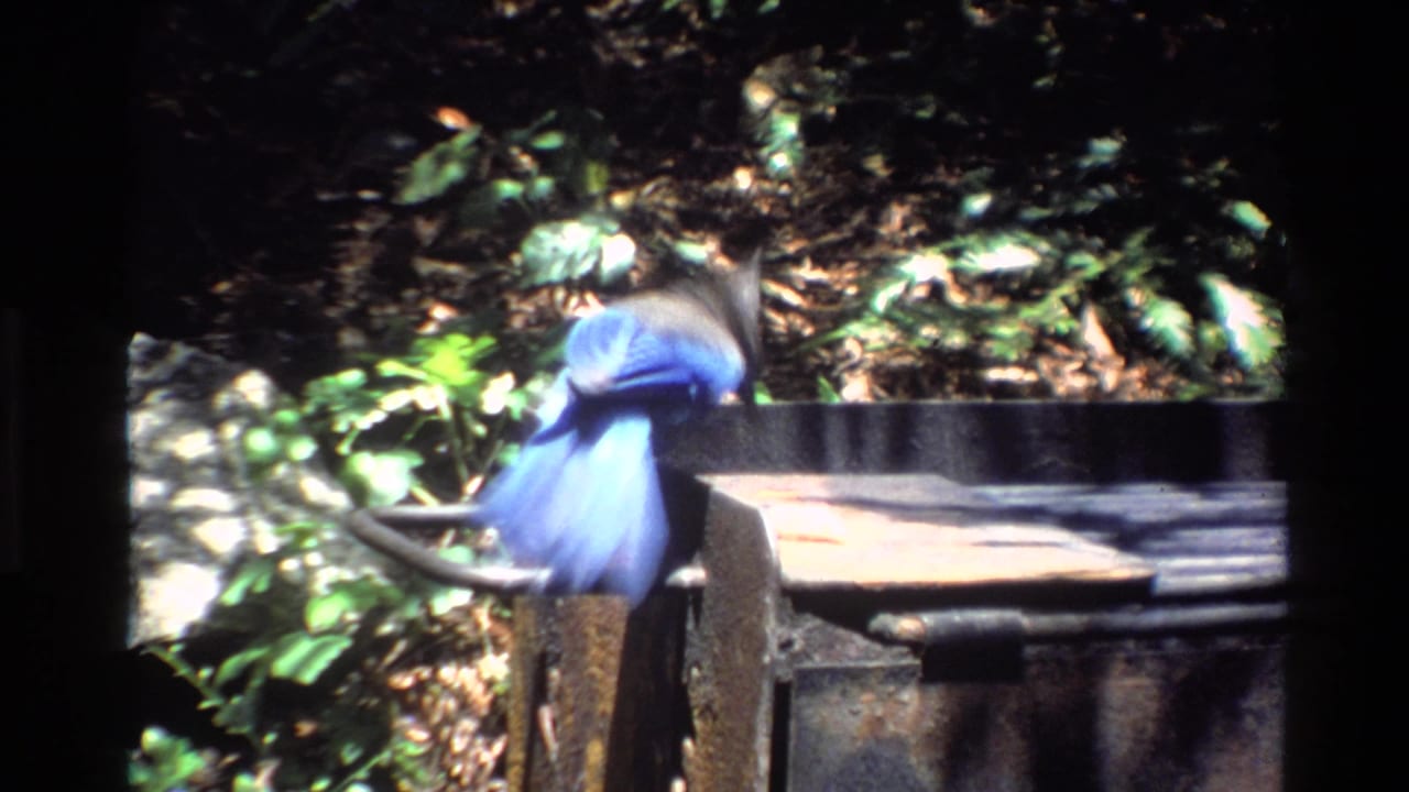 A blue jay lands or shifts on the grill handle in the wooded Big Sur scene, blurred by quick movement on 8mm film.