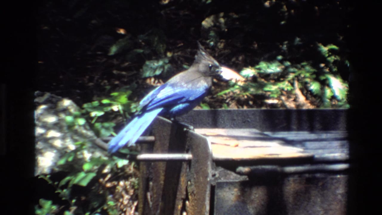 A blue jay perches side-on on a rusty grill handle, its blue tail and gray crest visible in the 1980 Big Sur footage.