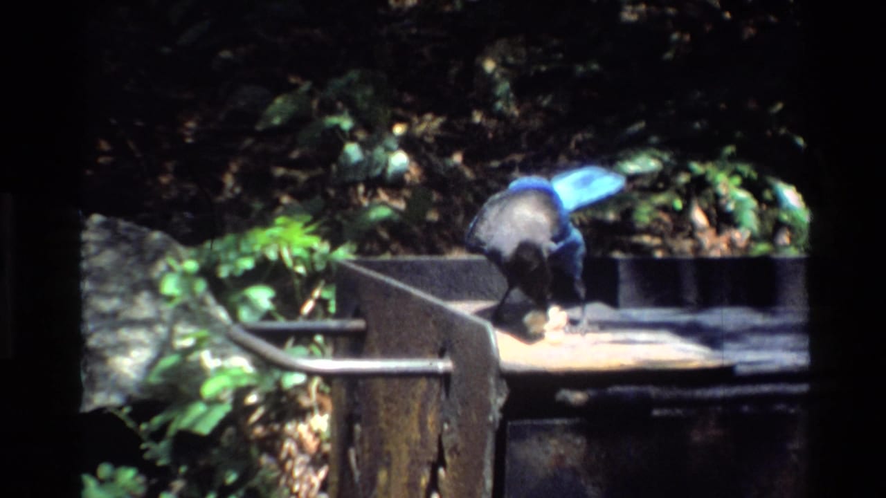 Blue jay on a metal camp grill in Big Sur, California, with sunlit foliage and heavy 8mm grain.