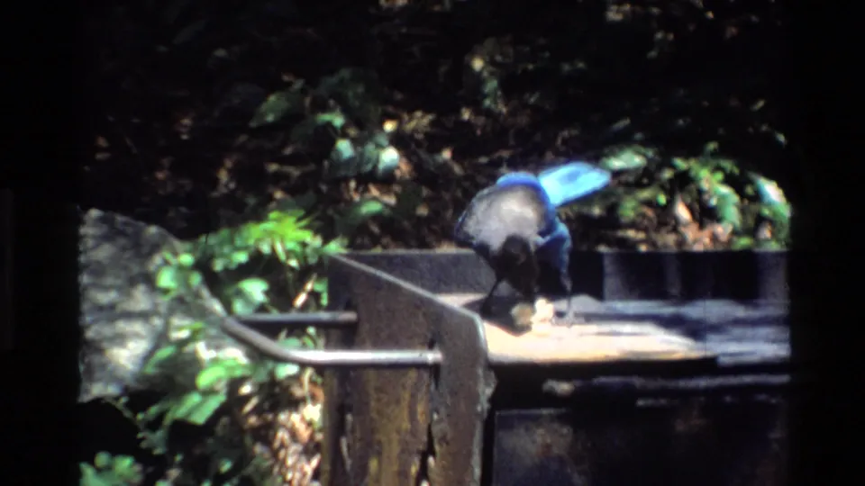 Blue jay on a metal camp grill in Big Sur, California, with sunlit foliage and heavy 8mm grain.