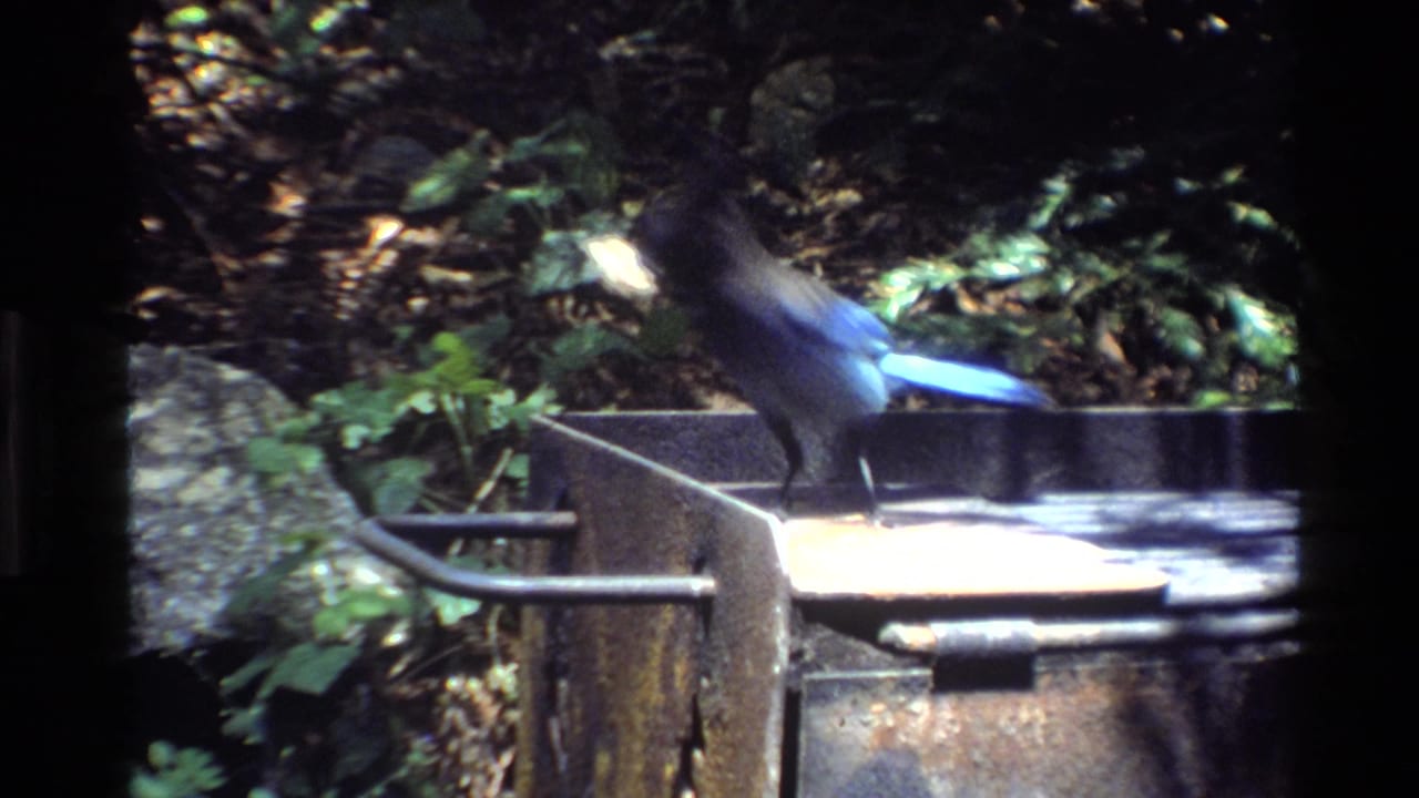 Blue jay moving across a camp grill with blurred wings in the forest.