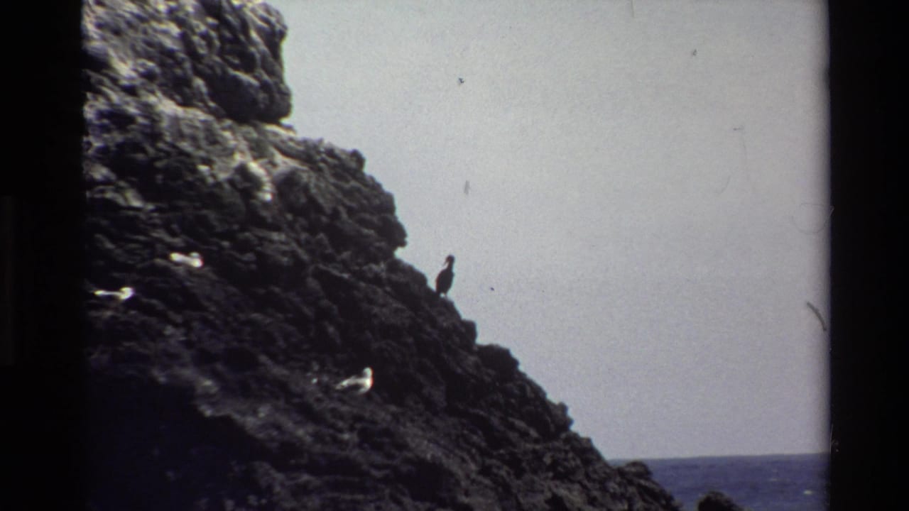 1980 Big Sur 8mm frame showing a silhouetted bird on rugged rock with gray sky and ocean horizon behind it.