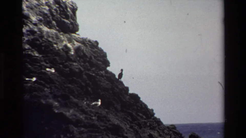 1980 Big Sur 8mm frame showing a silhouetted bird on rugged rock with gray sky and ocean horizon behind it.