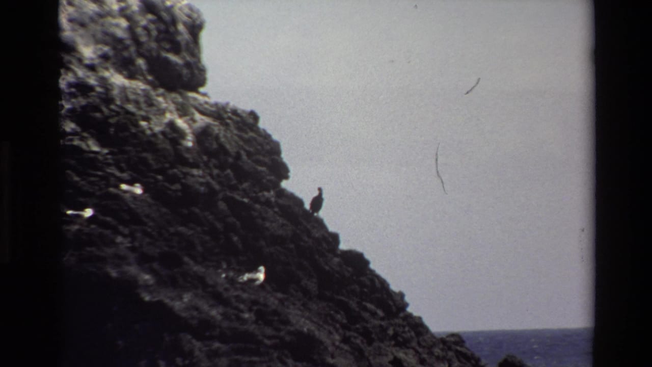 Perched bird on rocky coastal slope with ocean visible at right.