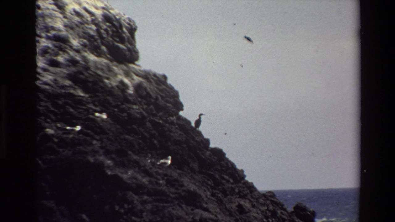 Big Sur 1980 8mm frame with a dark bird on jagged shoreline rock, pale sky, and distant ocean horizon.