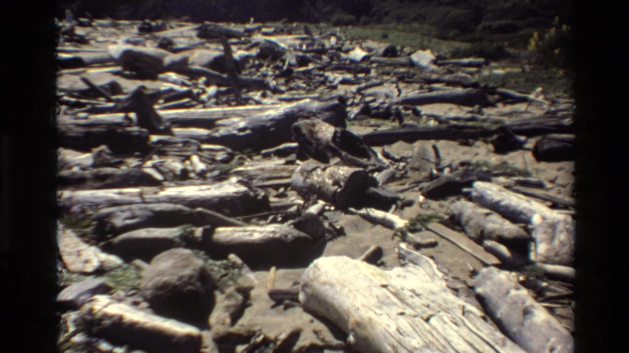 1980 Big Sur home-movie frame showing weathered driftwood and fallen tree trunks scattered across a bright coastal beach.