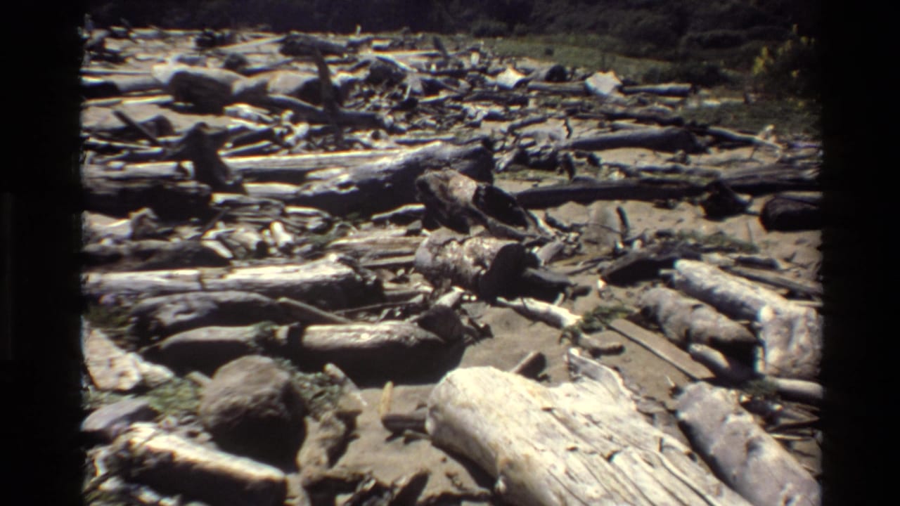 Bright sandy shoreline with scattered logs, rocks, brush, and heavy 8mm frame borders.