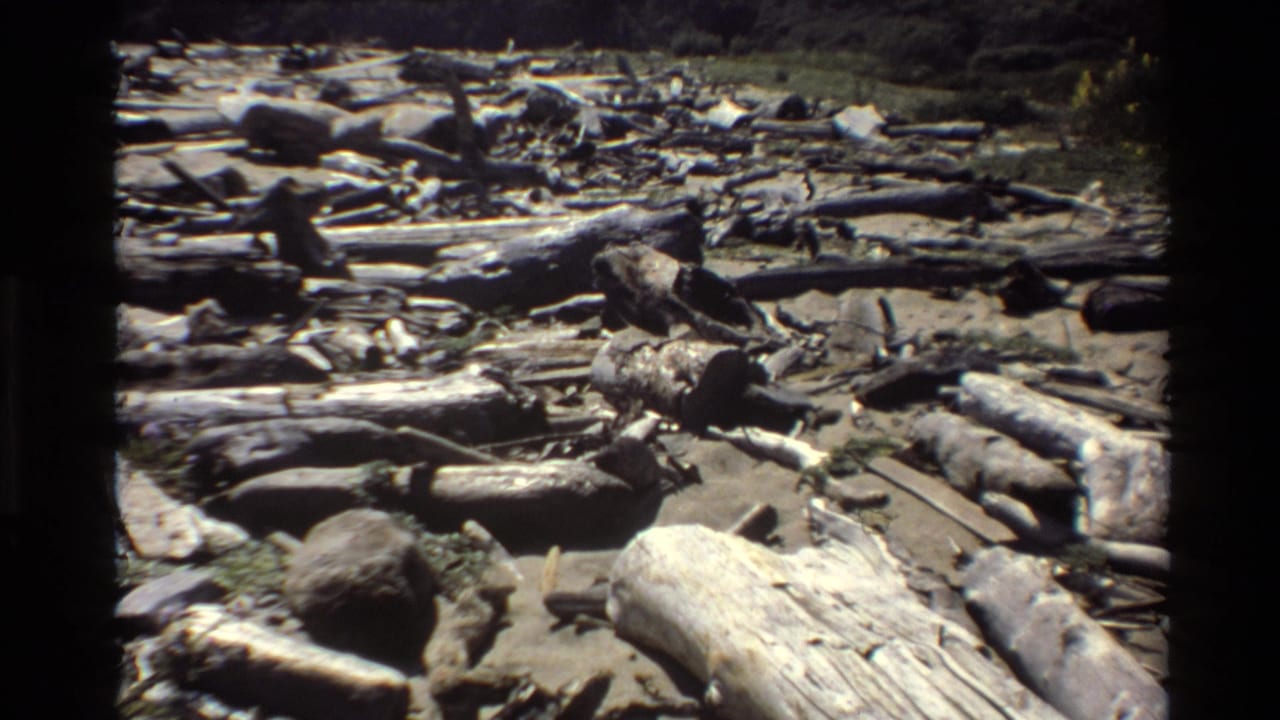 Big Sur 1980 home-movie frame showing pale driftwood, darker logs, rocks, and low vegetation along a bright beach.