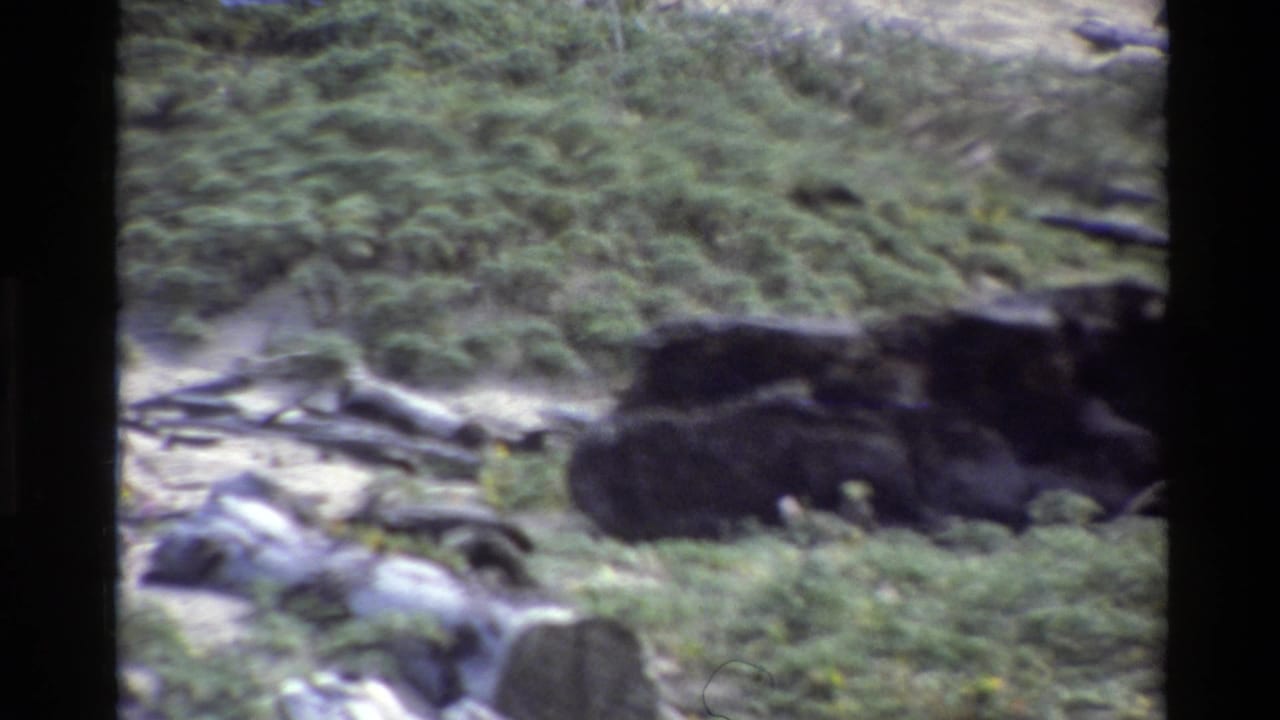 Soft handheld view of grassy coastal ground with dark rocks and driftwood.