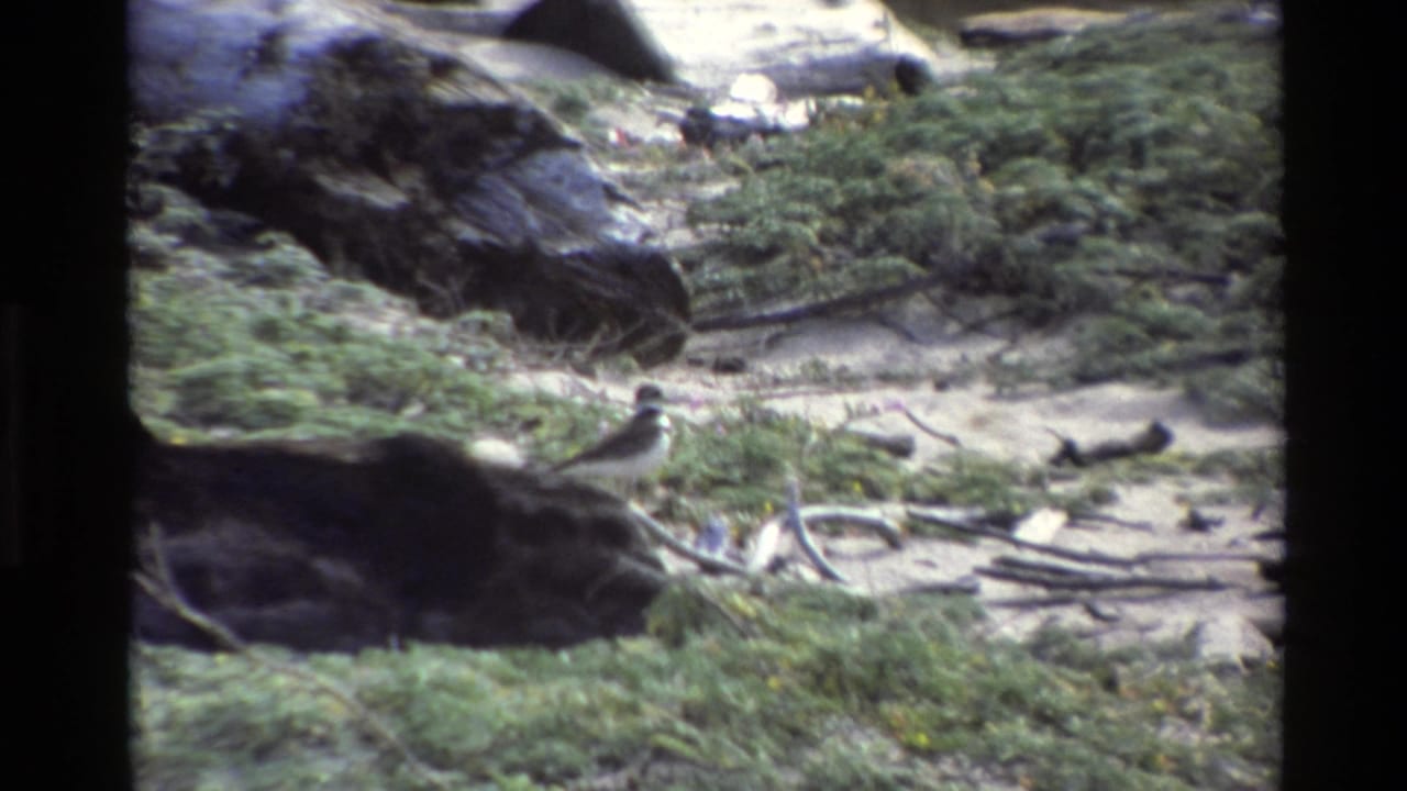 1980 Big Sur 8mm frame showing a small bird on sandy ground beside grass, dark rocks, and driftwood.