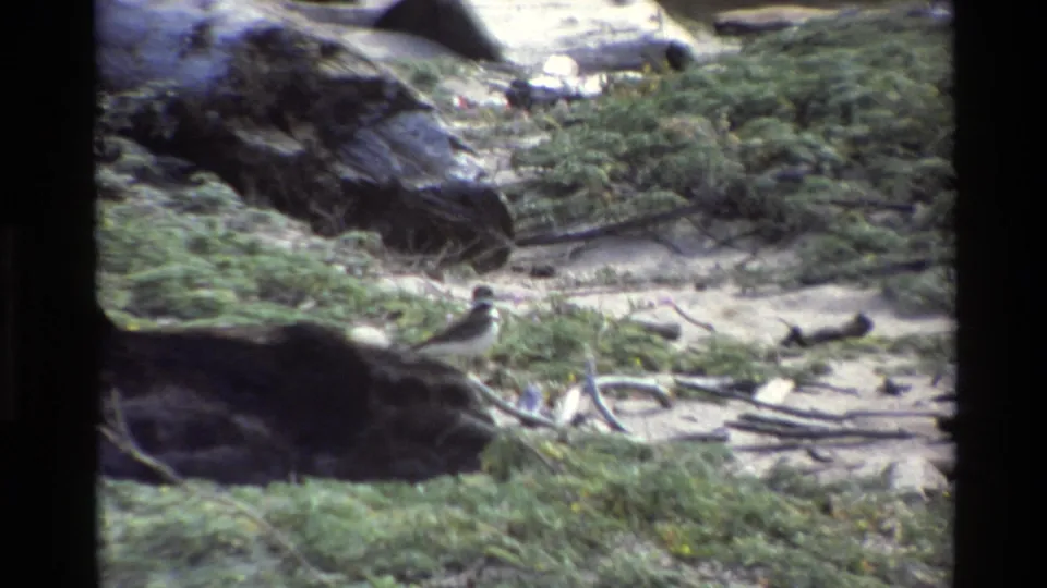 1980 Big Sur 8mm frame showing a small bird on sandy ground beside grass, dark rocks, and driftwood.