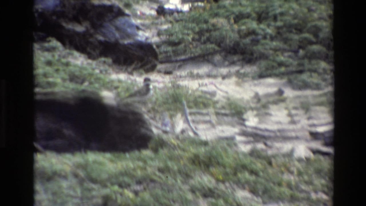 Small bird in Big Sur terrain, 1980, seen on sandy ground with low greenery, driftwood, and dark rocks in soft 8mm color.